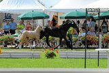 lienen Fohlenchampionat 2010 siegerfohlen pony