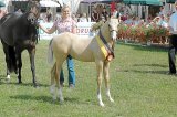 lienen Fohlenchampionat 2010 ponyfohlen